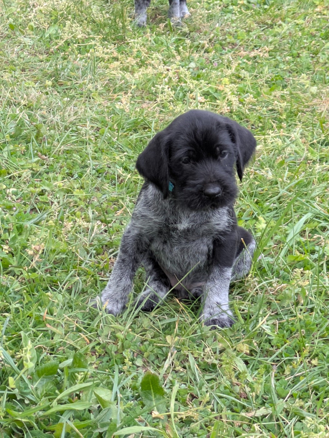 De La Gruaudiere - Chiots disponibles - Chien d'arrêt allemand à poil dur