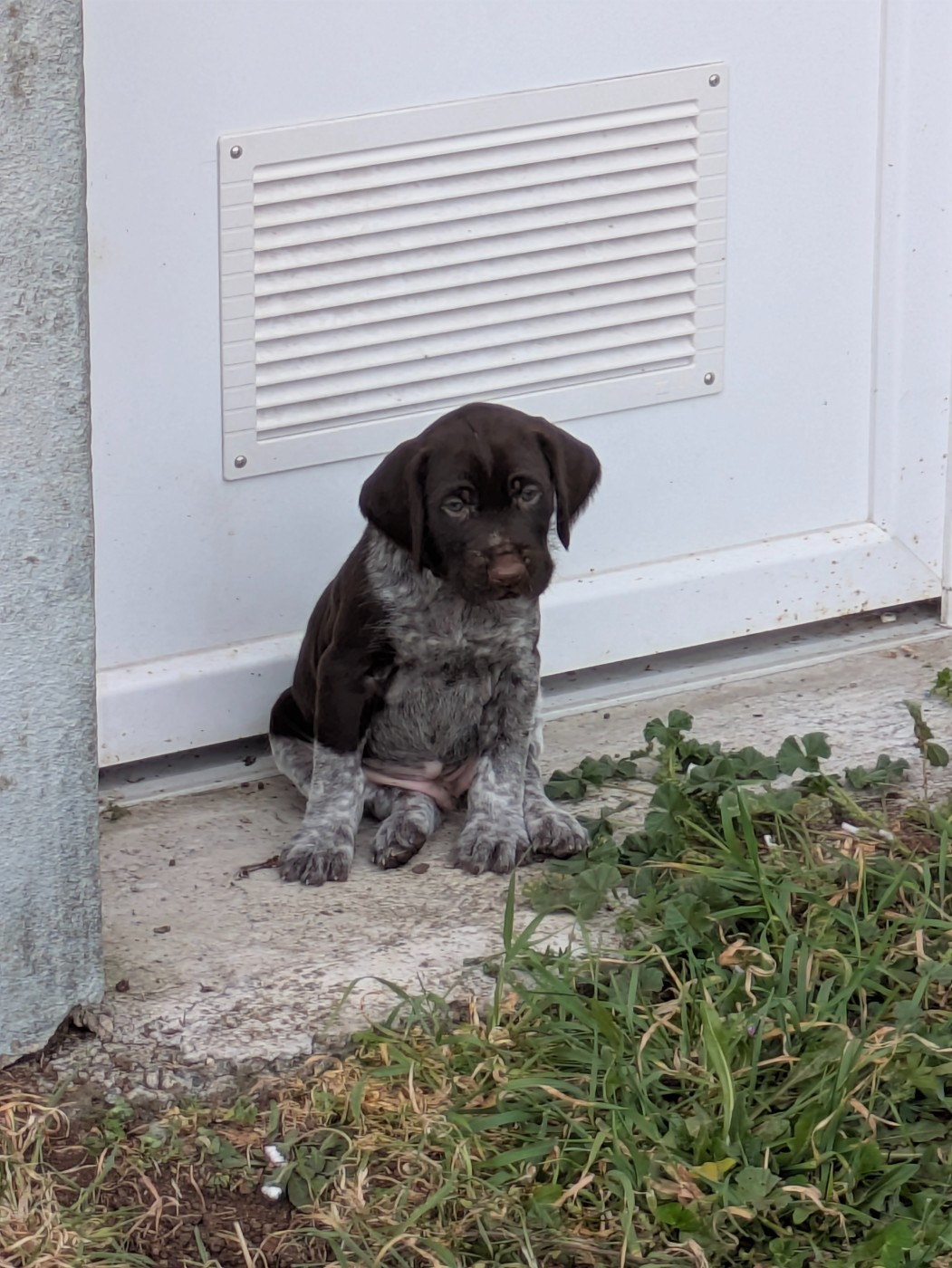 De La Gruaudiere - Chiots disponibles - Chien d'arrêt allemand à poil dur