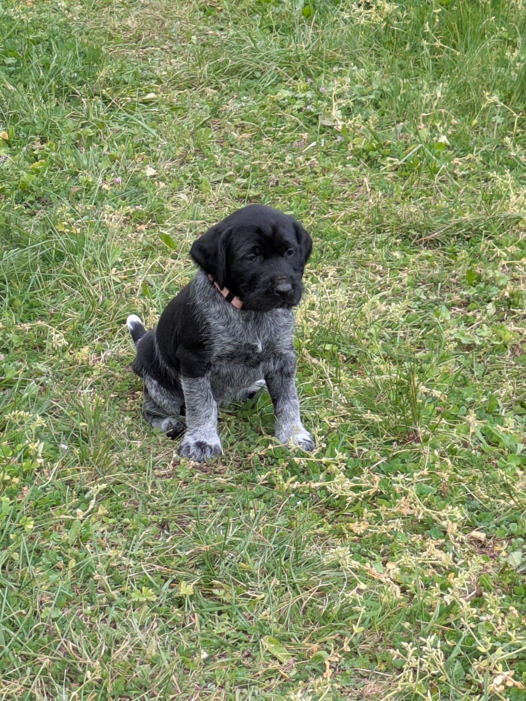 De La Gruaudiere - Chiots disponibles - Chien d'arrêt allemand à poil dur