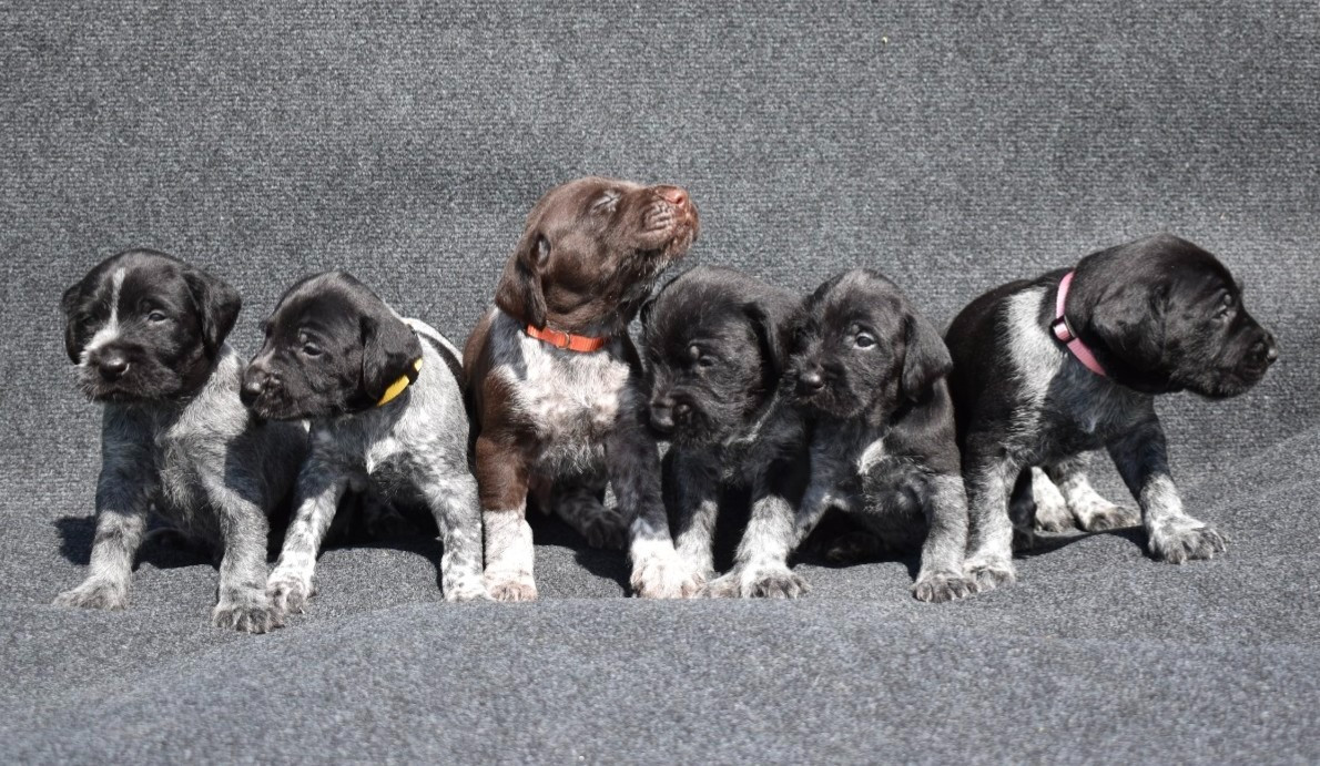 De La Gruaudiere - Chien d'arrêt allemand à poil dur - Portée née le 10/03/2026